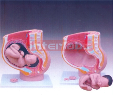 Human Female Pelvis Section (4 parts)